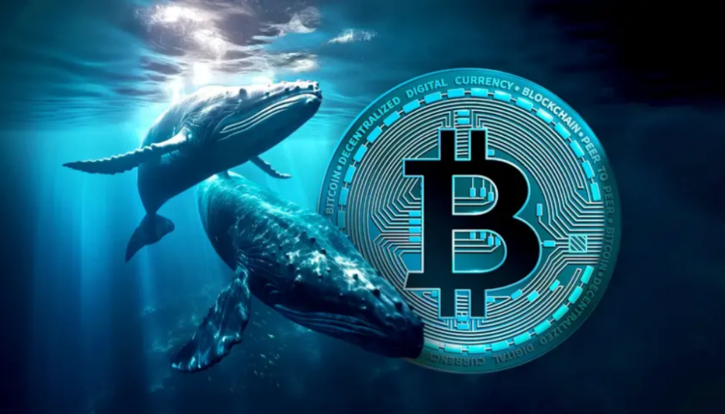 Bitcoin Whales Gobble up $436M in BTC Despite Market Jitters