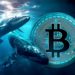 Bitcoin Whales Gobble up $436M in BTC Despite Market Jitters - Protechbro Bitcoin Whales Gobble up $436M in BTC Despite Market Jitters