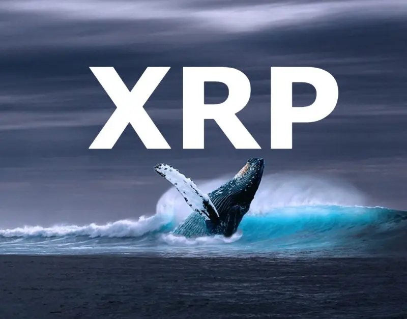 Ripple Whales Amass 100M XRP During Recent Dip