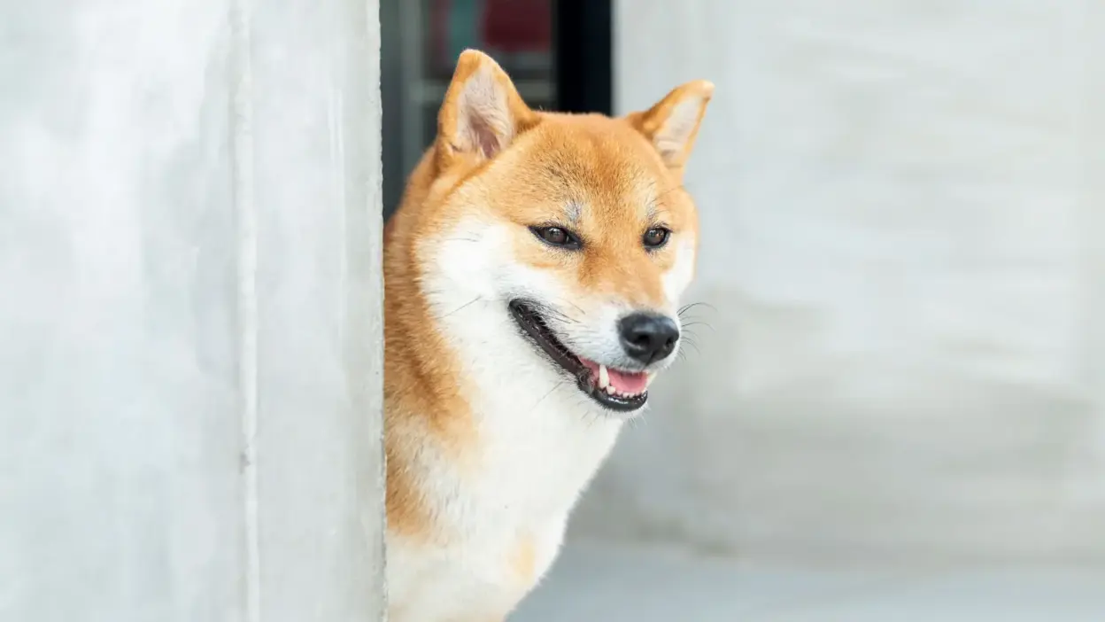 SHIB Burn Rate Jumps 3,401%, Open Interest Up 20%