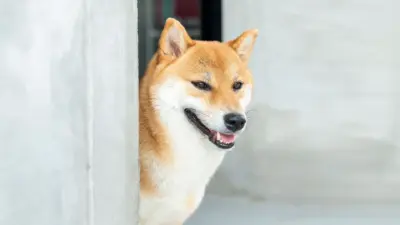 SHIB Burn Rate Jumps 3,401%, Open Interest Up 20%